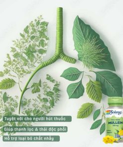 Mullein Leaf Extract 330mg, 100 Viên